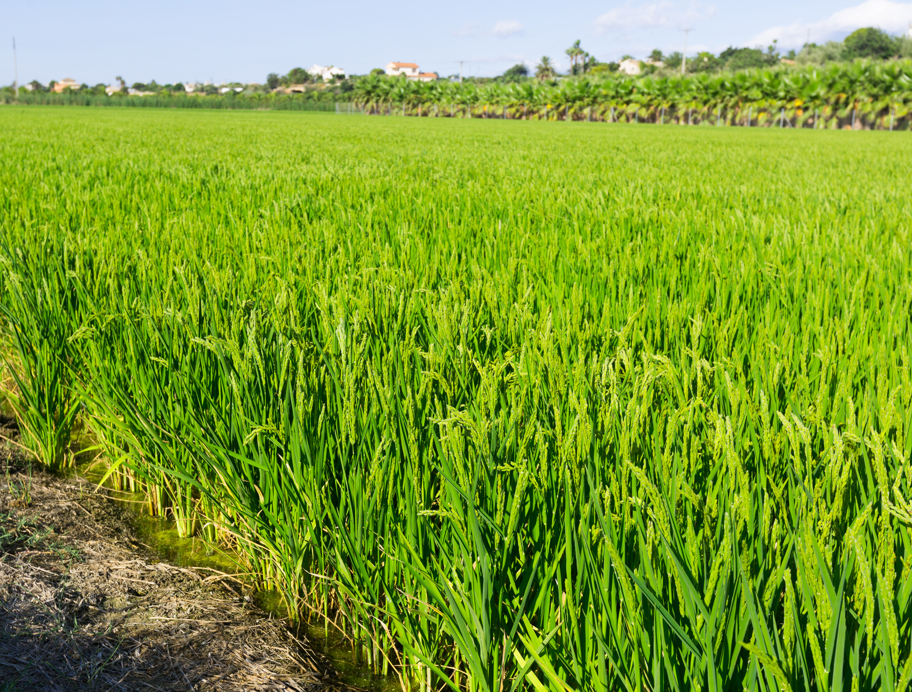 Agriculture & Farming